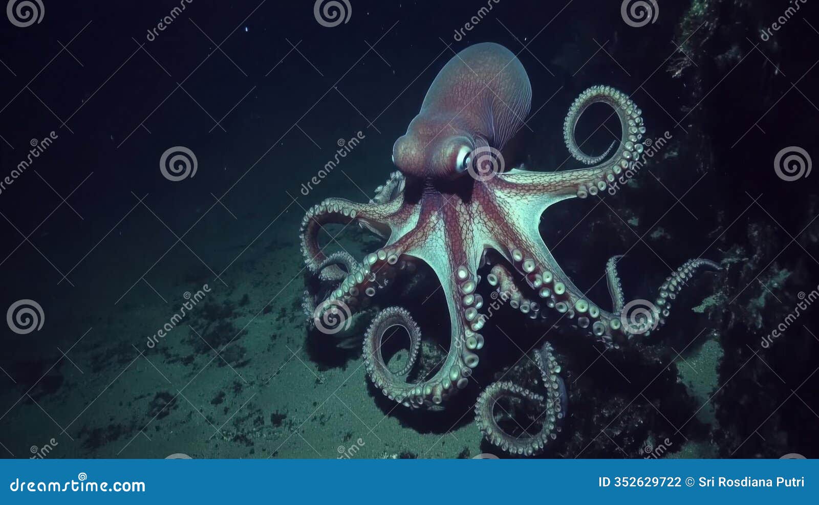 watch an octopus exploring the deep ocean floor