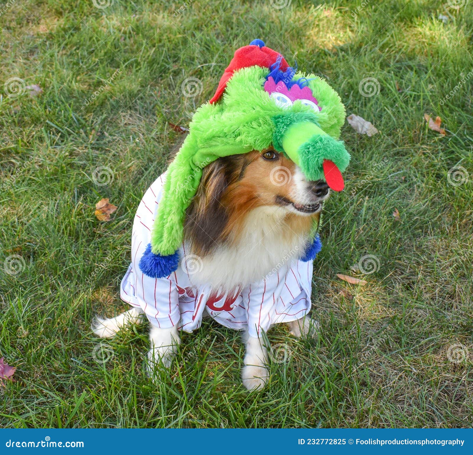 major phillies dog