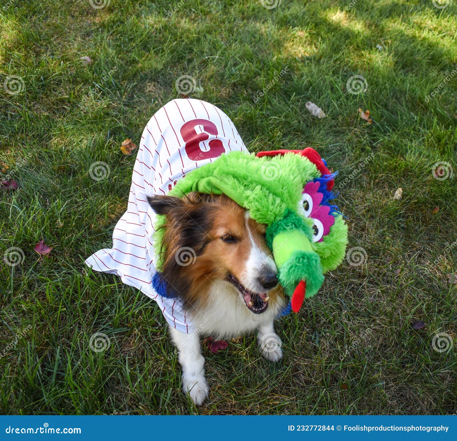 Watch Out, Phanatic! this Sheltie Dog Makes a Perfect Mascot for the  Philadelphia Phillies Editorial Stock Image - Image of costume, virginia:  232772844