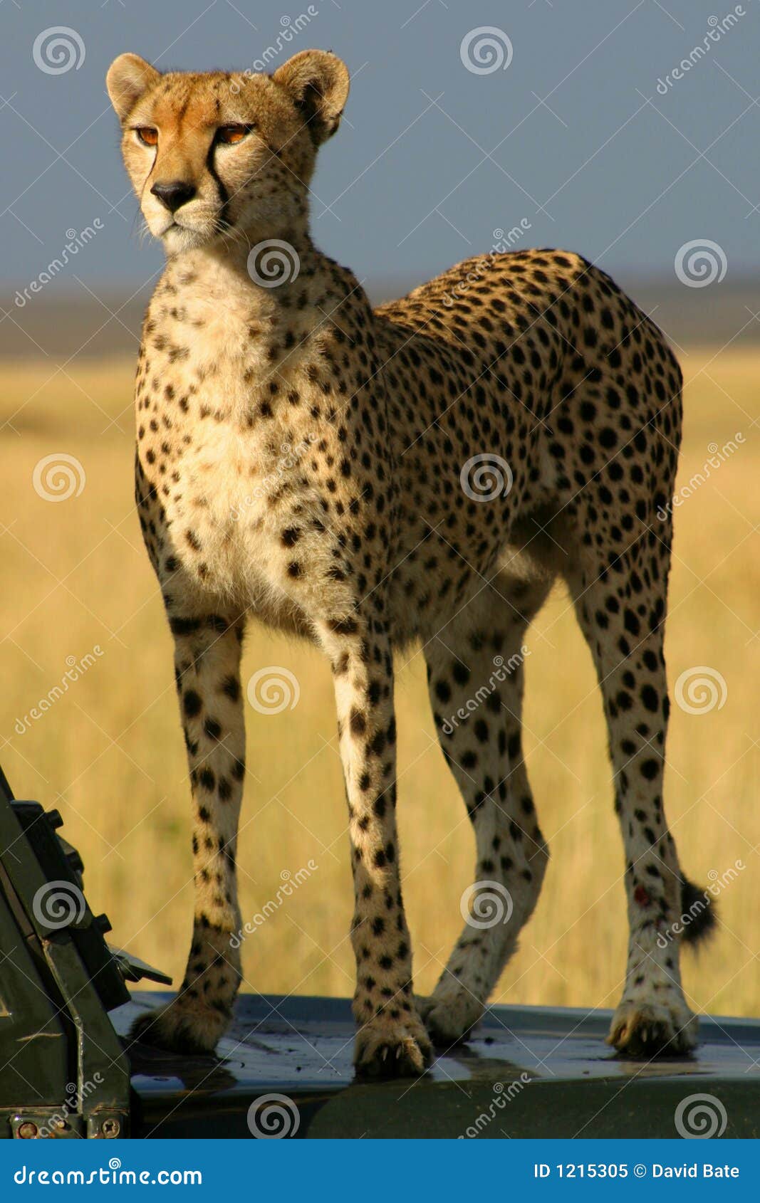 watchful cheetah
