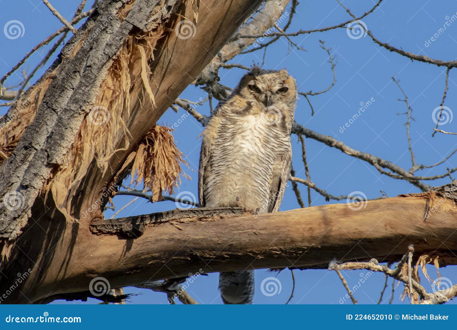 watchful great horn owlet