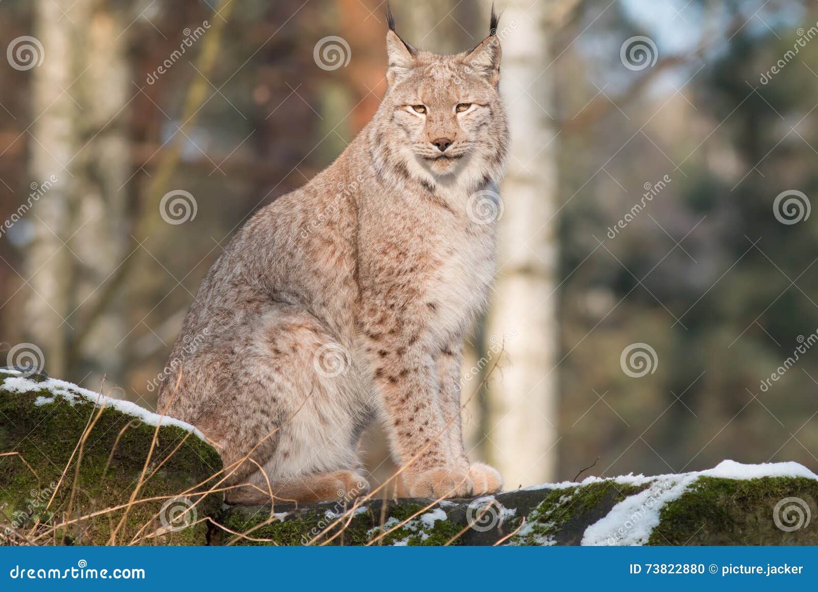 Watchful lynx stock photo. Image of white, undomesticated - 73822880