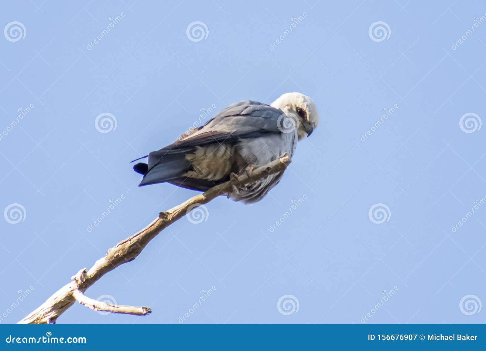 juvenile mississippi kite bird juvenile mississippi kite bird