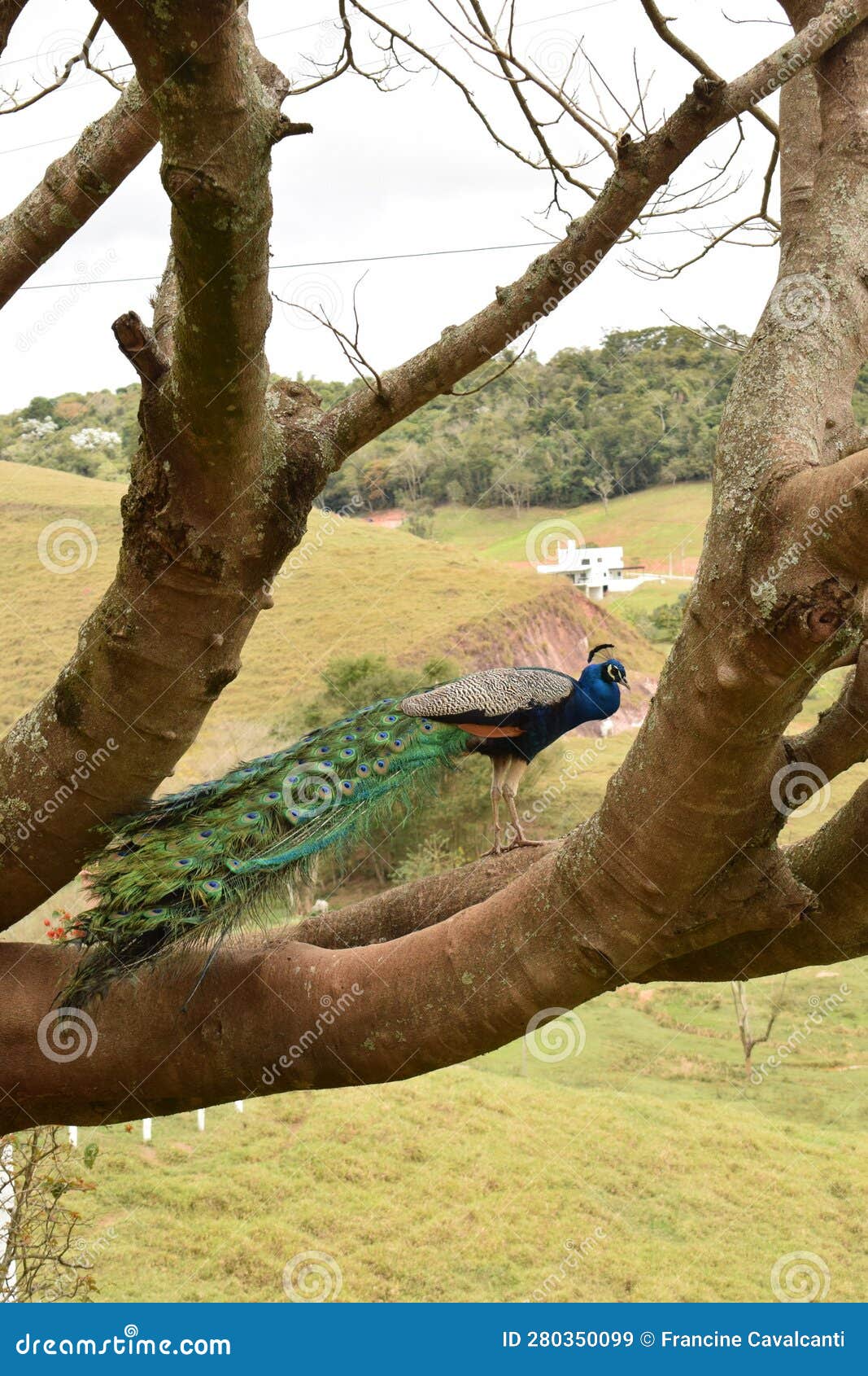 watchful peacock