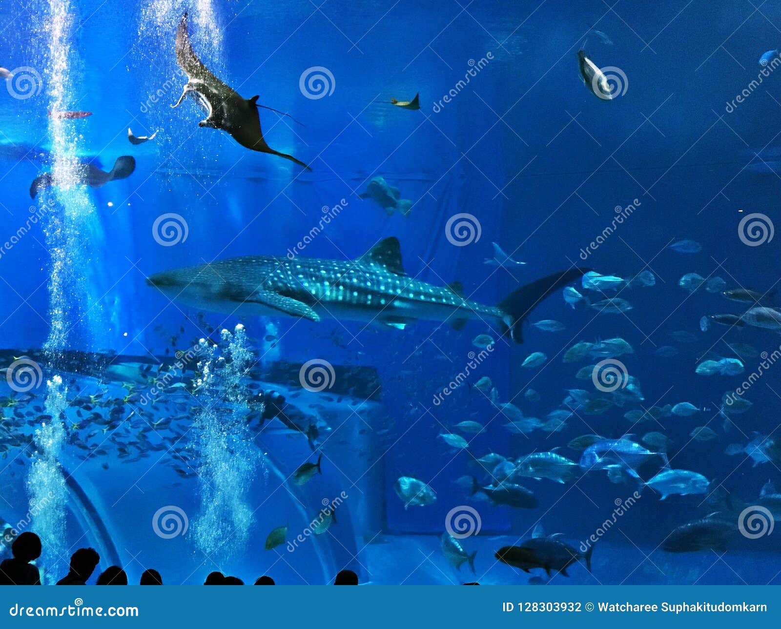okinawa churaumi aquarium 4k okinawa churaumi aquarium 4k