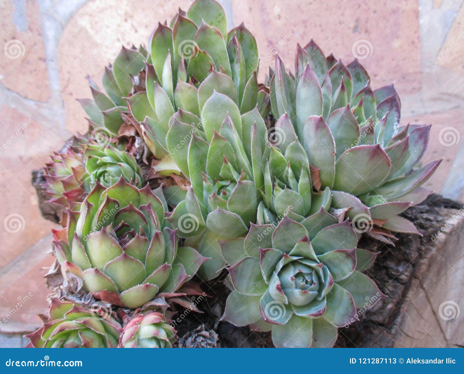 watchtower lat. sempervivum tectorum