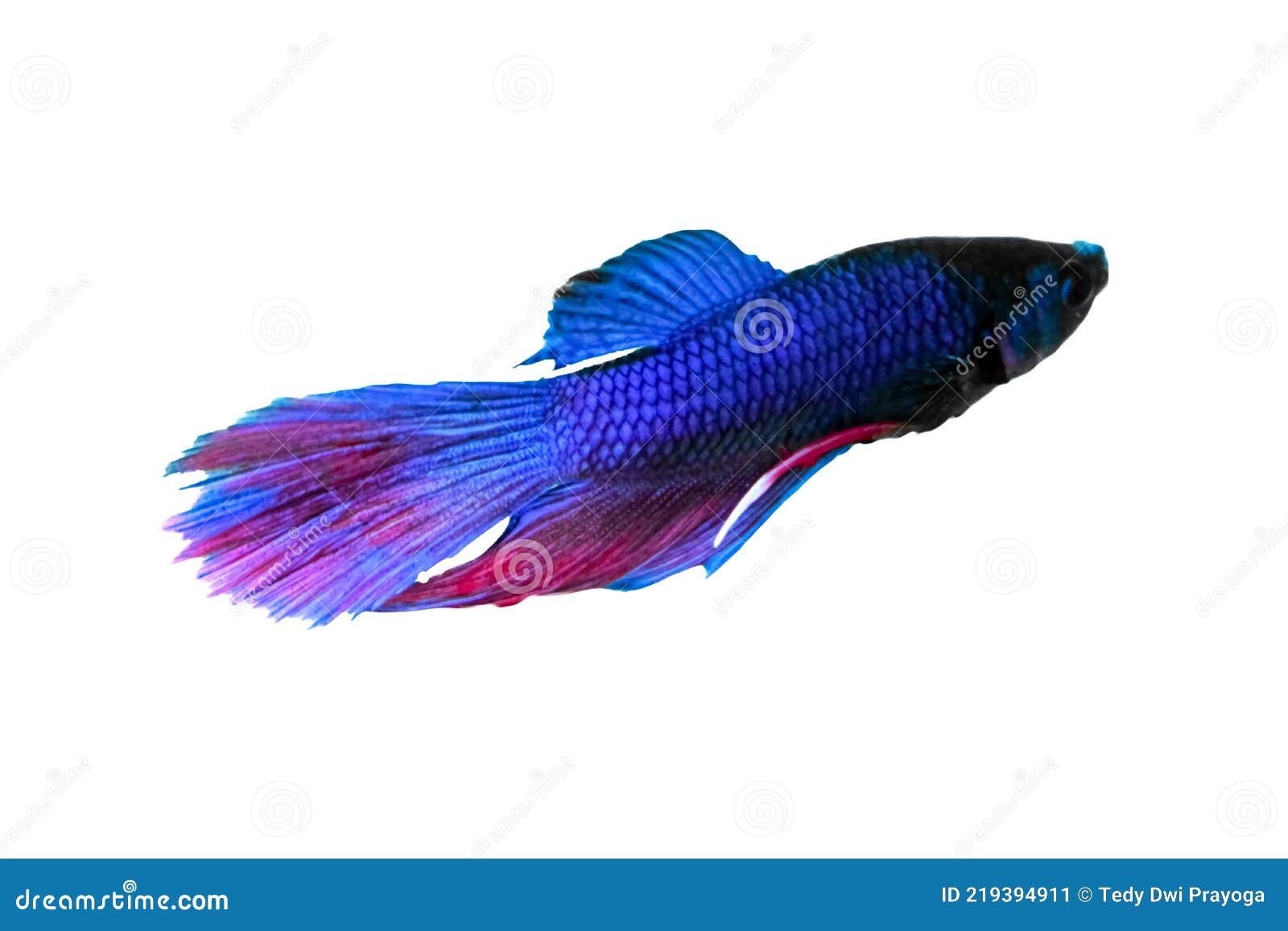 Water Animal Concept: Betta Fish, Blue Red Purple Fish, Isolated Over