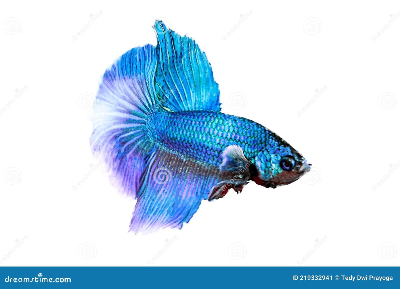 Water Animal Concept: Betta Fish, Siamese Fighting Fish, Splendens, Betta  Mandor, Giant Betta, Blue Purple Fish, Isolated Over Stock Image - Image of  design, black: 219332941