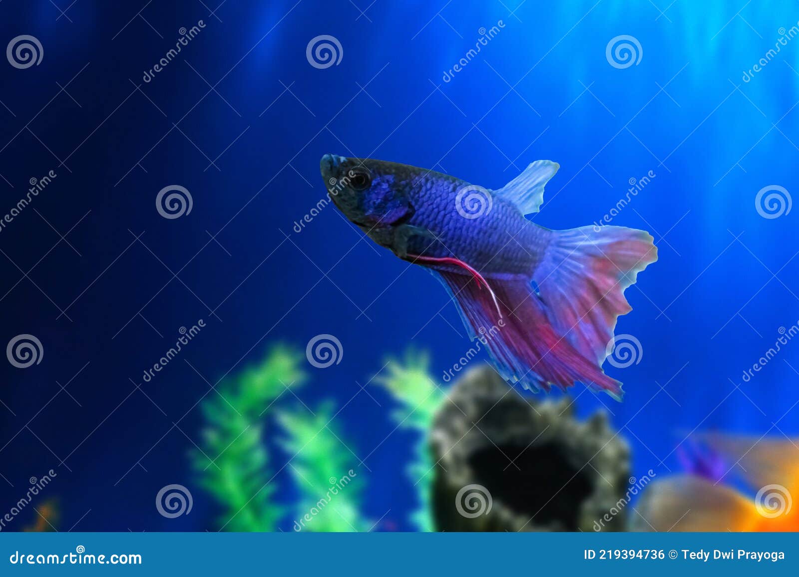 water animal concept: betta fish underwater in aquarium against a backdrop of green algae. betta splendens. multi-color fancy