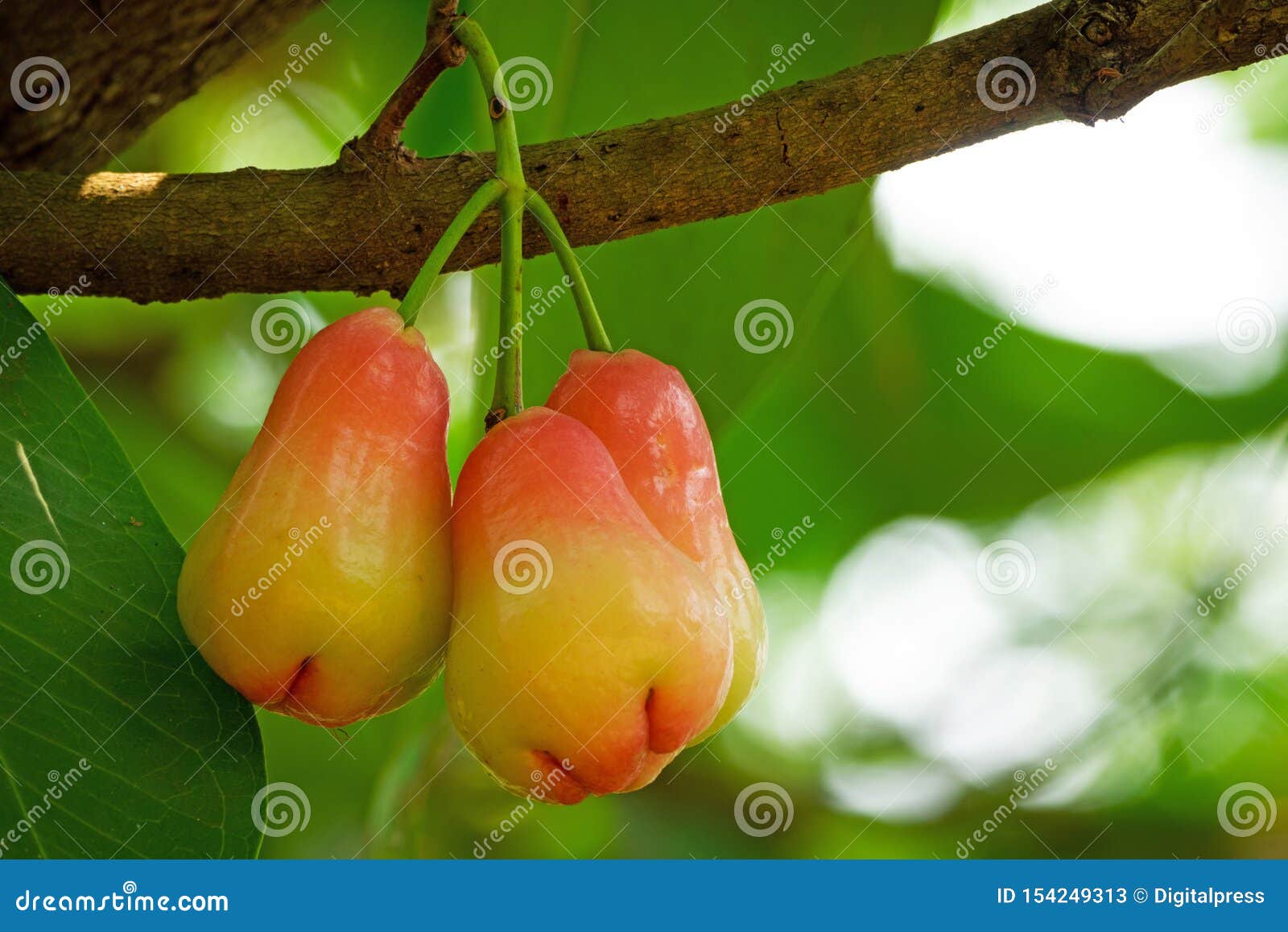 Water Apple Fruit stock image. Image of tropical, water 154249313