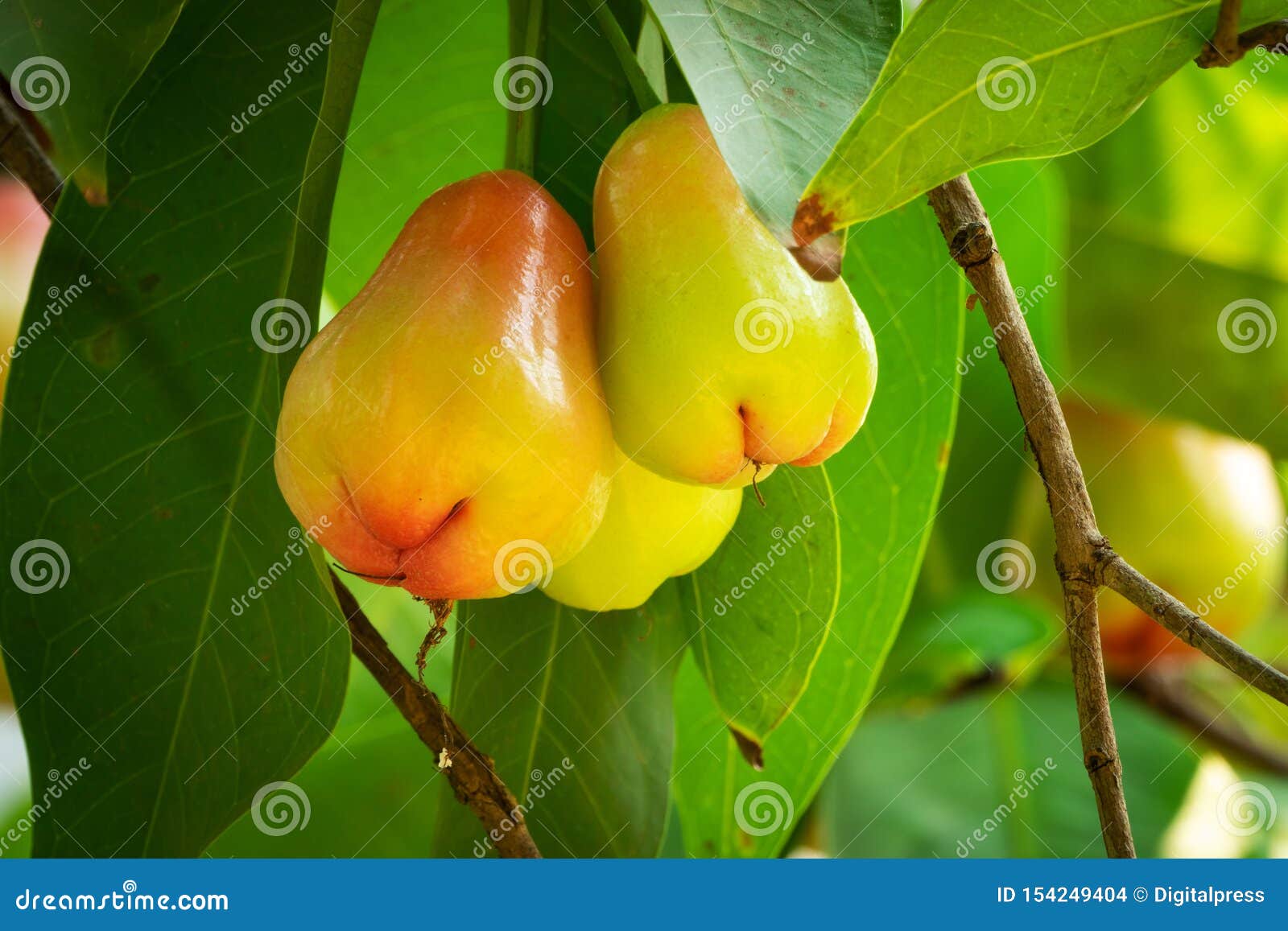 Water Apple Fruit stock photo. Image of healthy, organic 154249404
