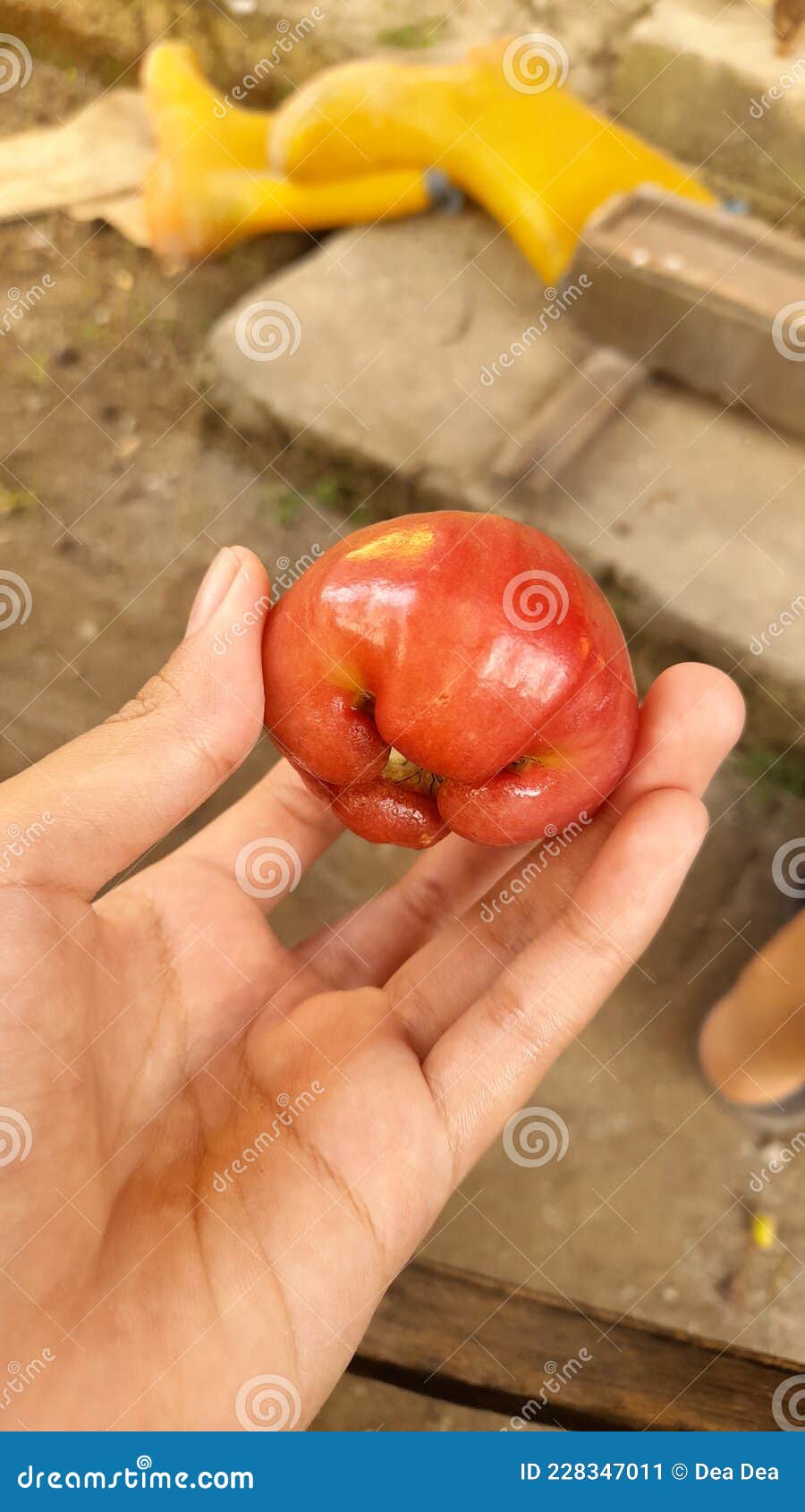 Water Apple Fruit from Indonesia Stock Image Image of apple, indo