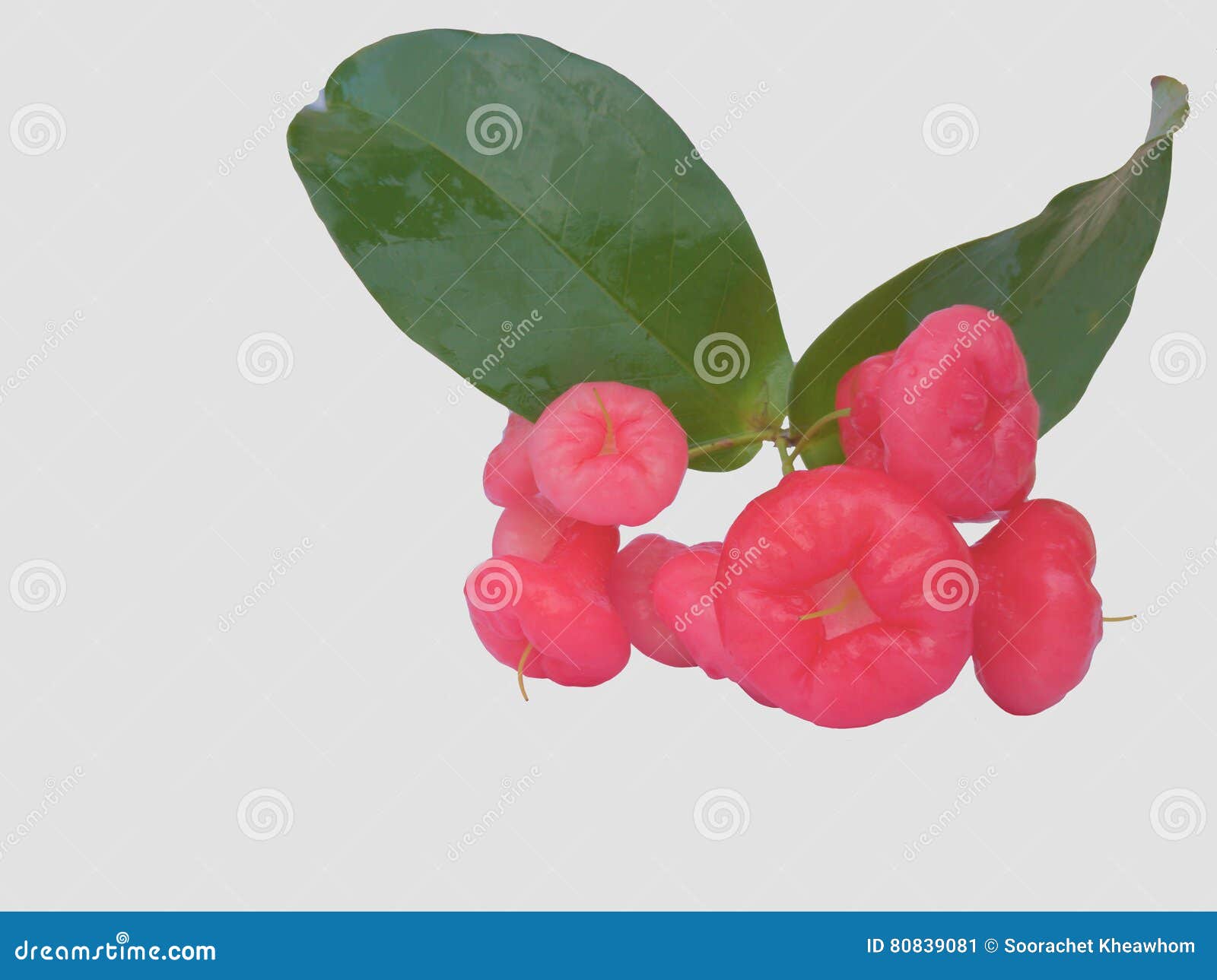 Water apple or rose apple stock image. Image of makopa 80839081