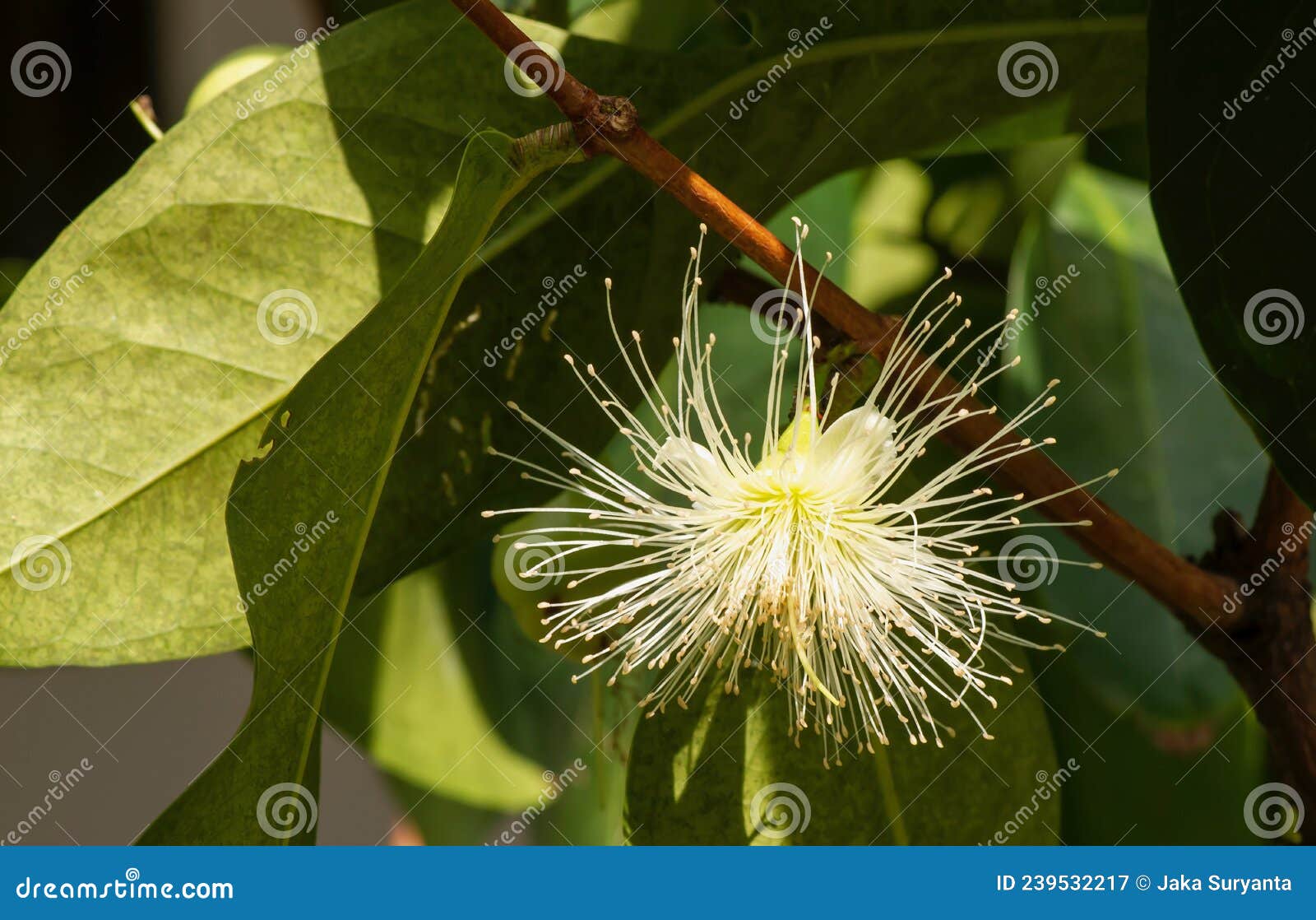 A Water Apples Syzygium Aqueum Flower on Its Tree, Known As Rose Apples ...