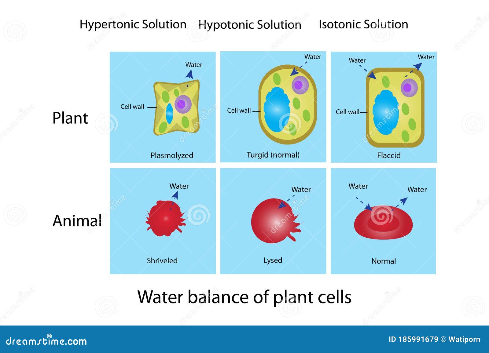 Animal Cell Solution Stock Illustrations – 94 Animal Cell Solution Stock  Illustrations, Vectors & Clipart - Dreamstime
