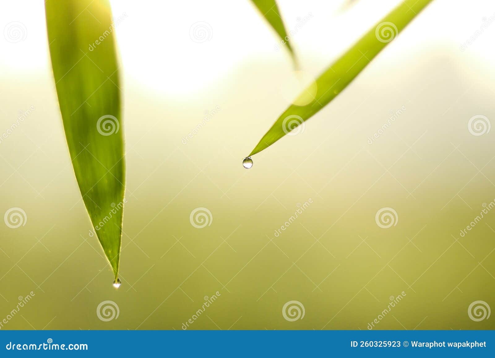 Water on Bamboo Leaves Dripping at Leaf Tips, Spa Concept Natural
