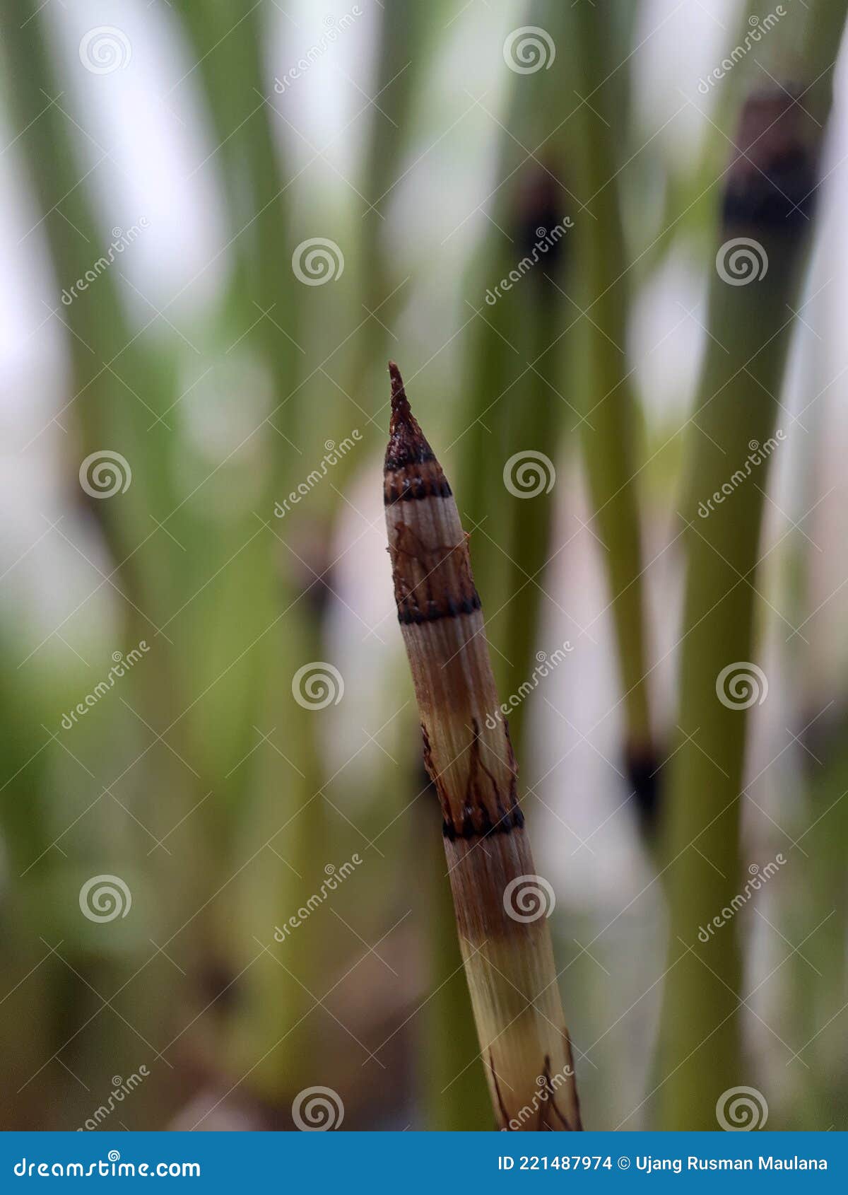 Water Bamboo Plants And Gotu Kola Leaves In Front Of A Rocky Wall Stock