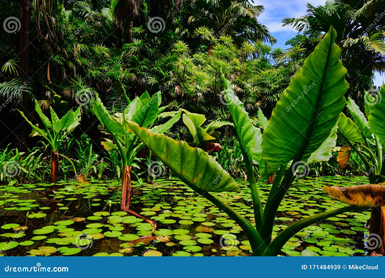 Water Banana Plants Typhonodorum Lindleyanum Growing In A