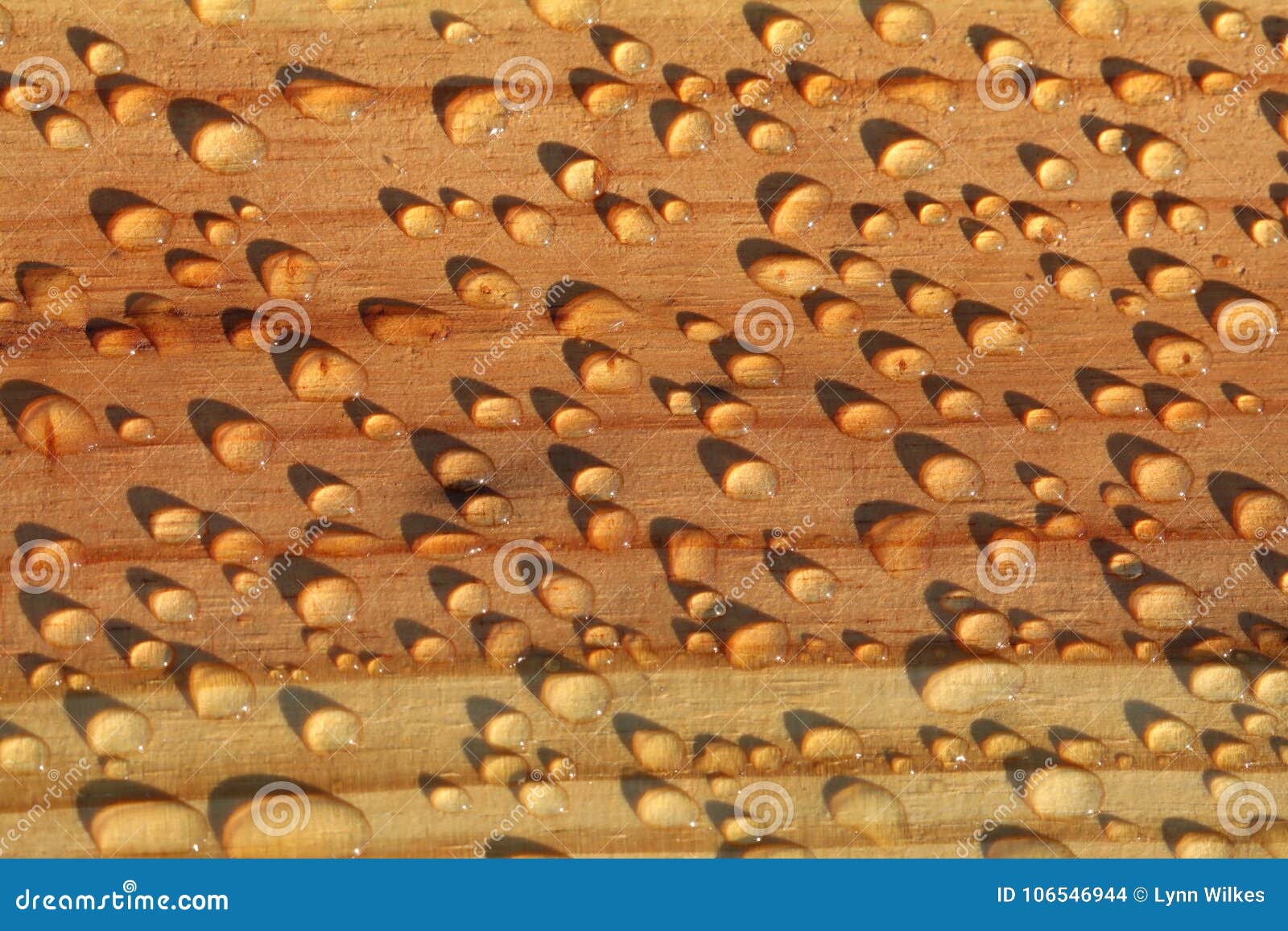 Water beading up stock photo. Image of board, dock, deck - 106546944