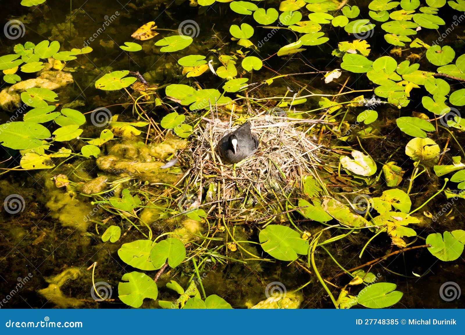 Water bird nesting stock image. Image of birds, coast 27748385