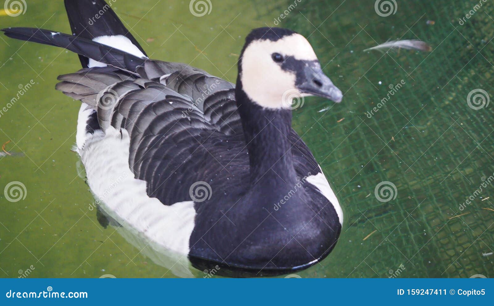 water bird, white color swimming in the mollerussa pond, lÃÂ©rida