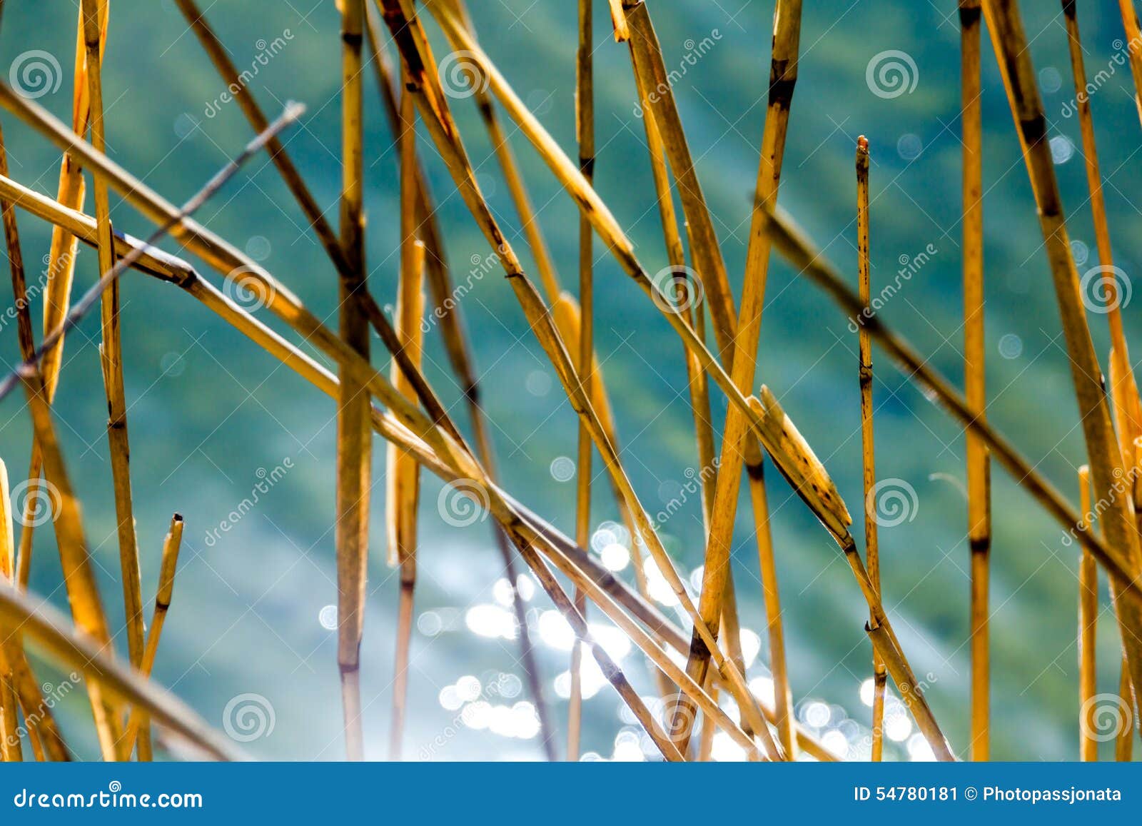 water bokeh reflections and dry reeds