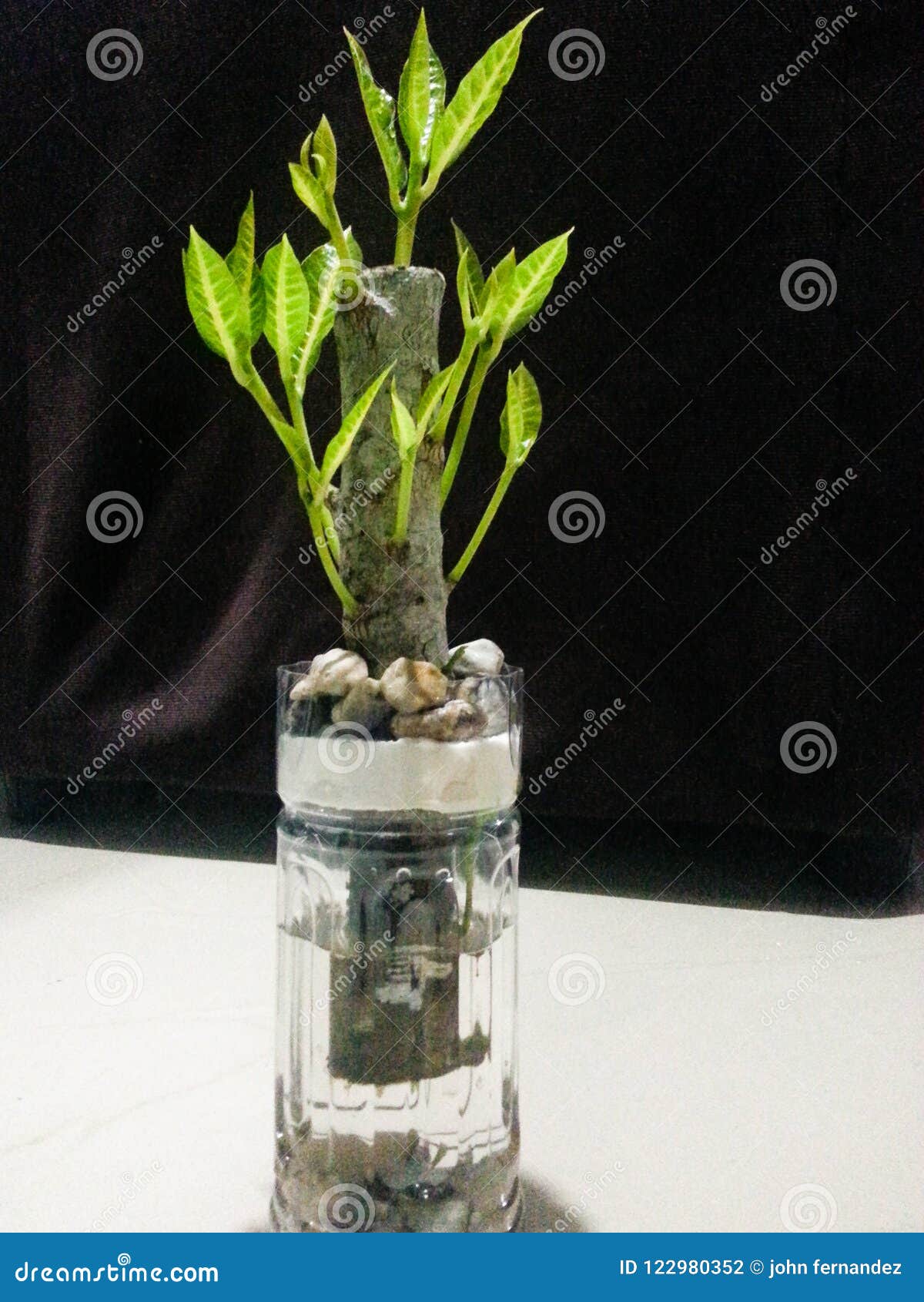 Water Bonsai Stock Photo Image Of Plant Water Bonsai 122980352