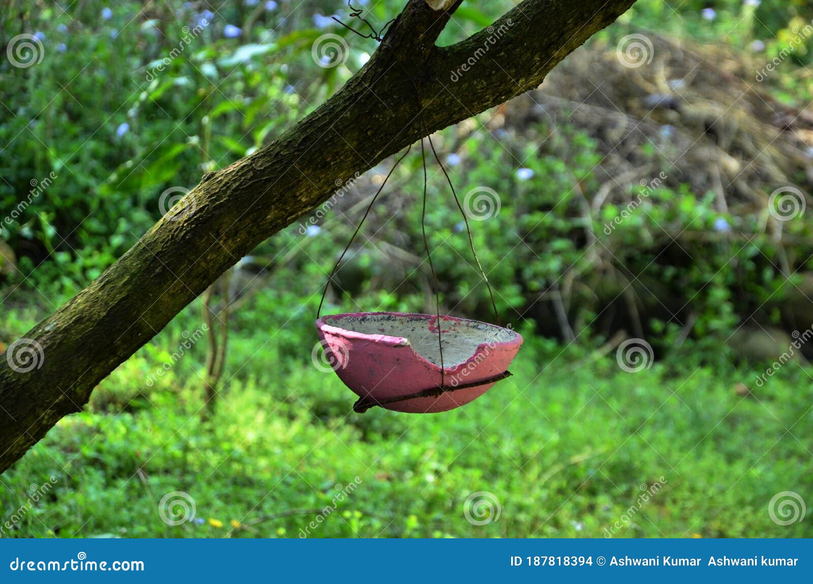 Water Bowls for in the Birds Stock Photo Image of woodland, plant