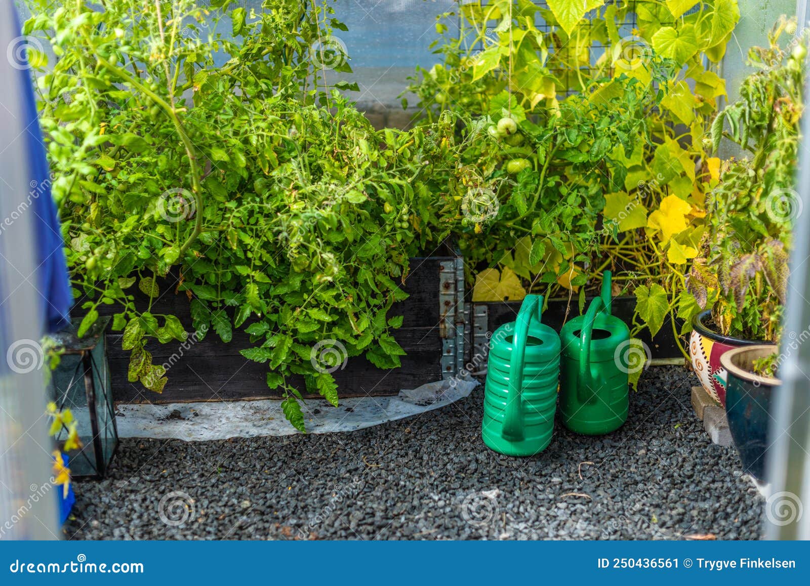 Water Buckets and Plants in a Green House.. Stock Image Image of