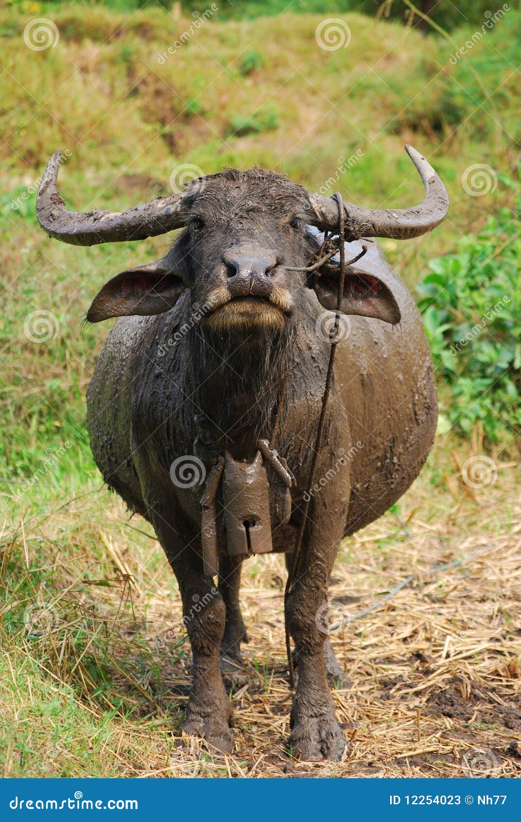 Water buffalo stock image. Image of nature, strong, domestic 12254023