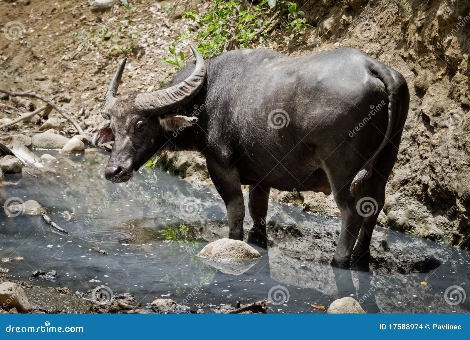 Water buffalo stock photo. Image of aggressive, masculine 17588974