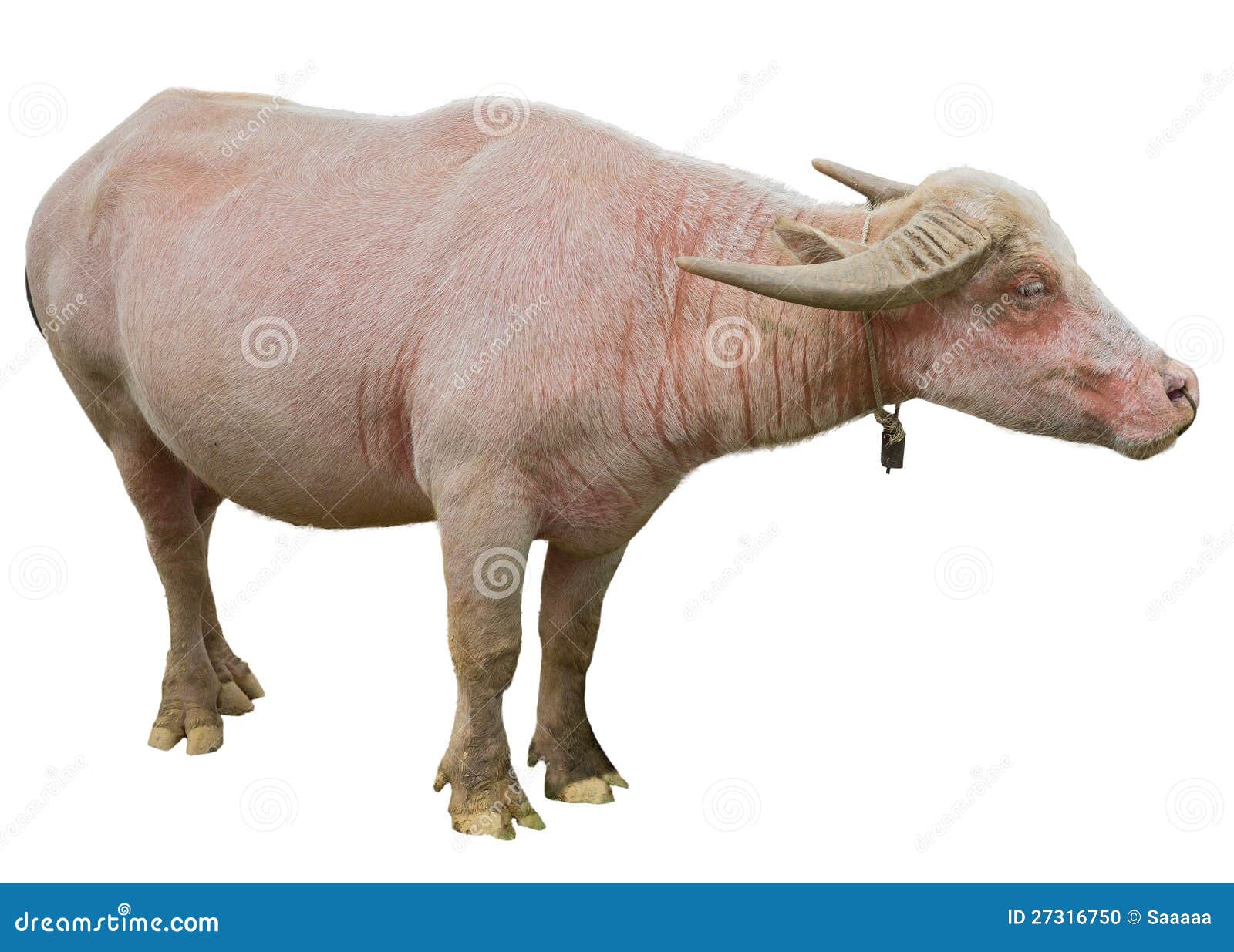 Water buffalo stock photo. Image of outdoors, daylight 27316750