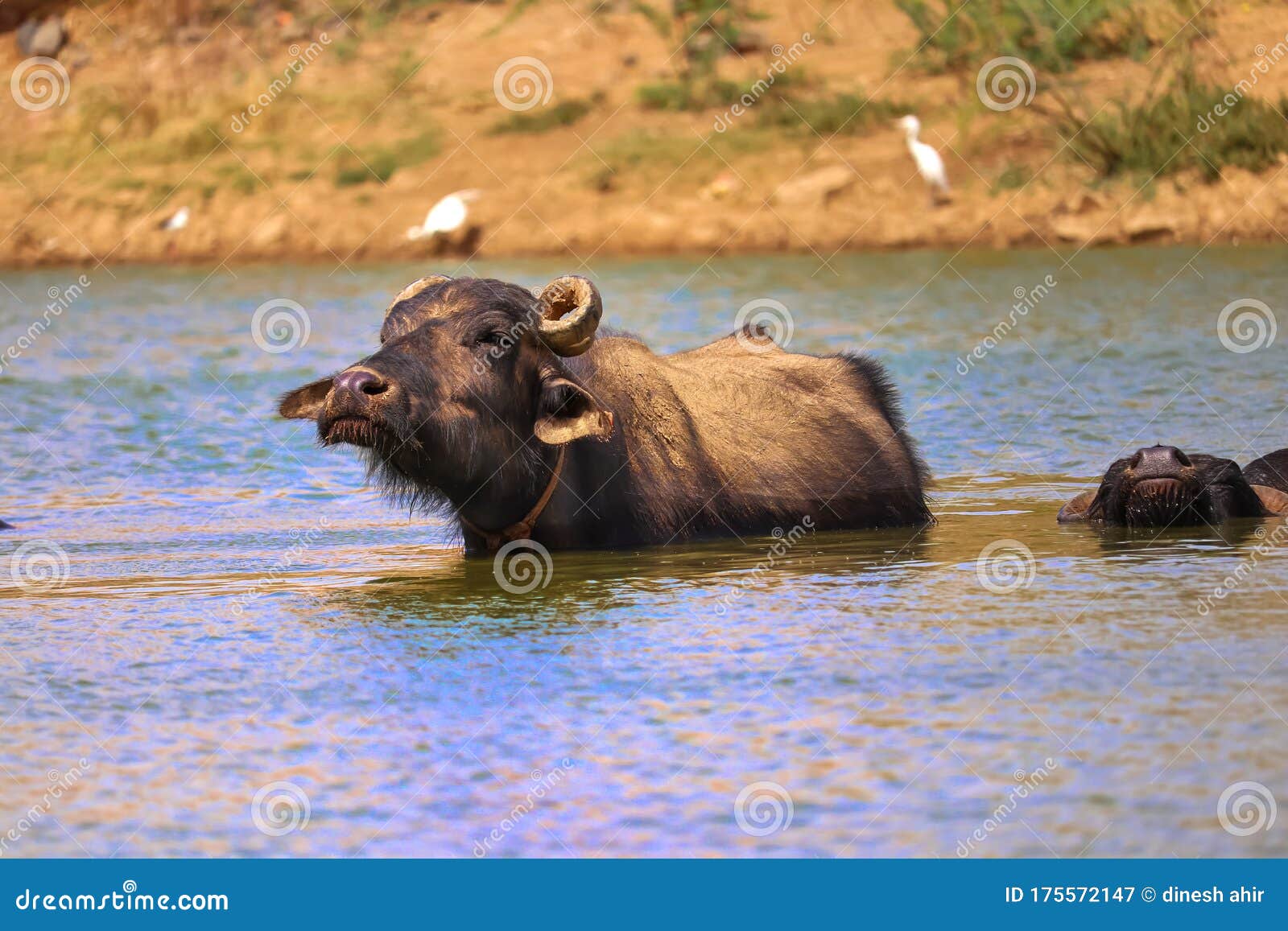 The Water Buffalo (Bubalus Bubalis) or Domestic Buffalo is a Large Bovid Originating in the Indian Subcontinent Stock Image - Image of village, horned: 175572147