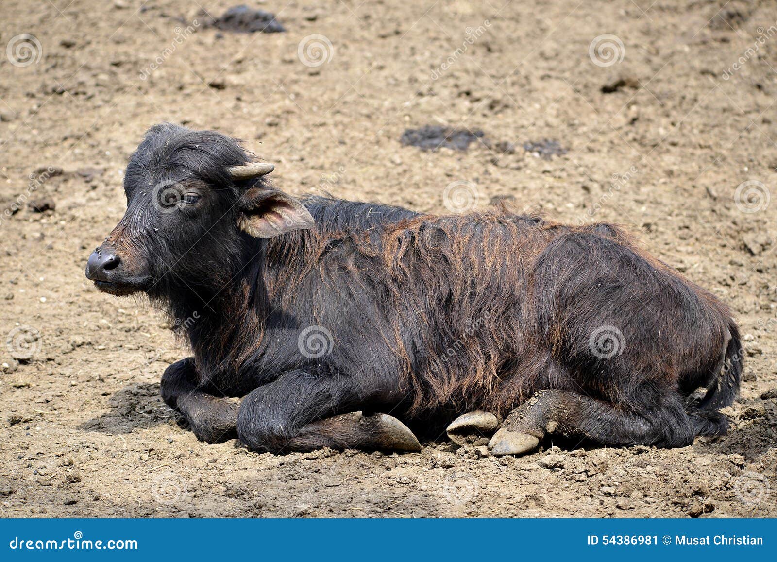 Water buffalo calf stock image. Image of young, brown 54386981