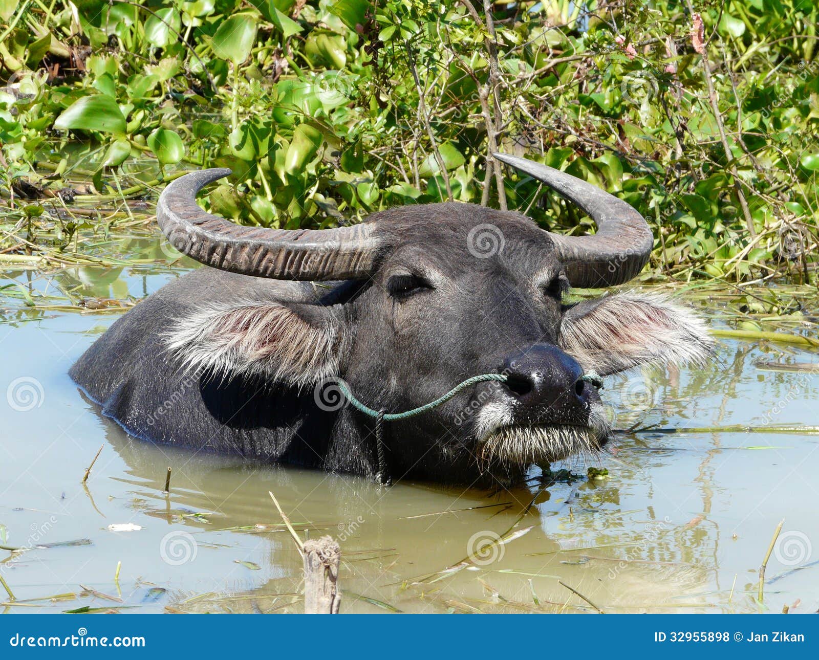 Water buffalo stock photo. Image of mammal, large, bull 32955898