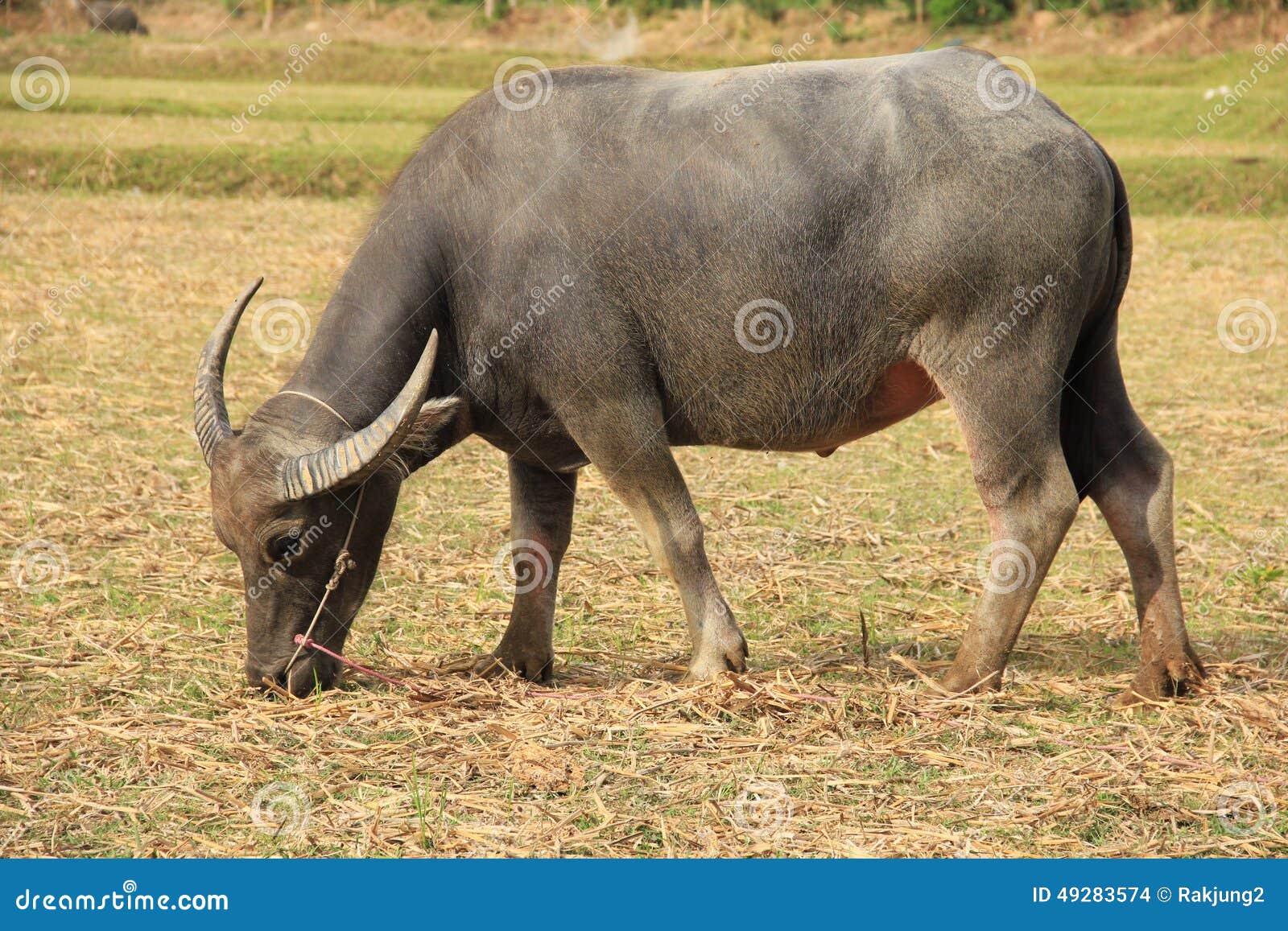 Water buffalo eating grass stock photo. Image of harvest 49283574
