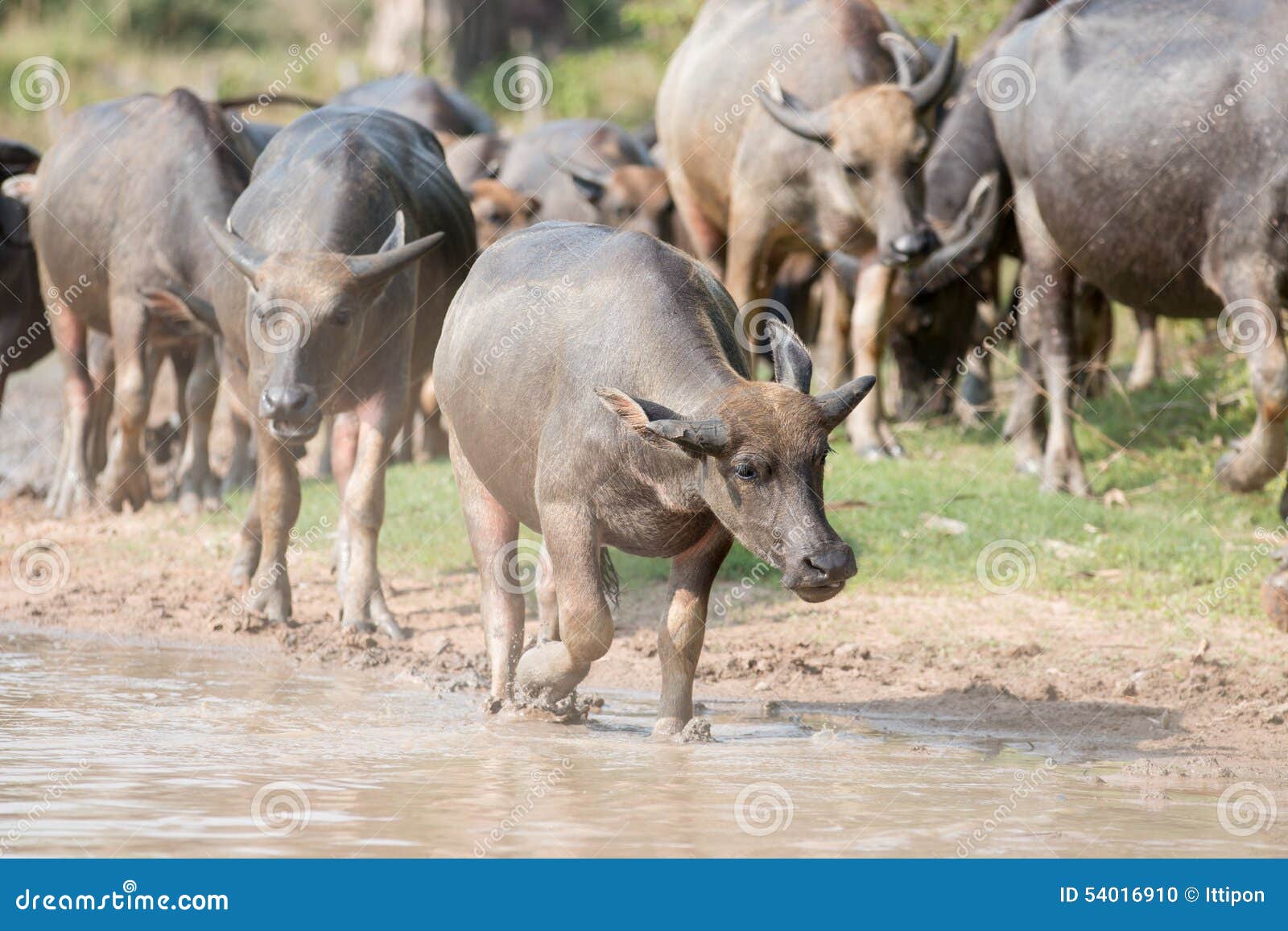 Water buffalo stock photo. Image of bovine, grass, harvest 54016910