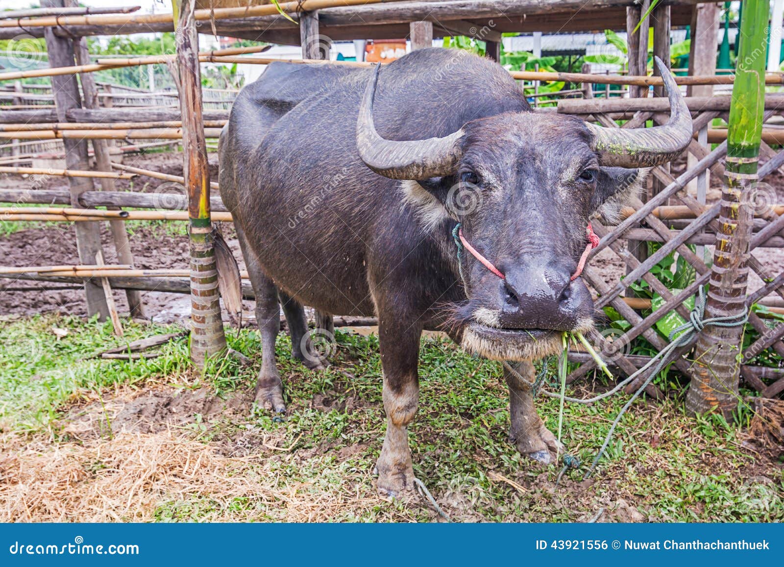 Water Buffalo. stock photo. Image of bovine, asia, carabao 43921556
