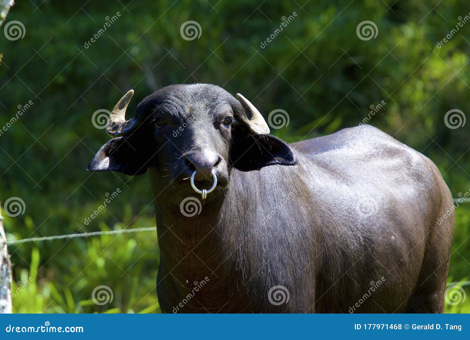 330+ Bull Nose Ring Stock Photos, Pictures & Royalty-Free Images - iStock |  Bull ring, Handshake