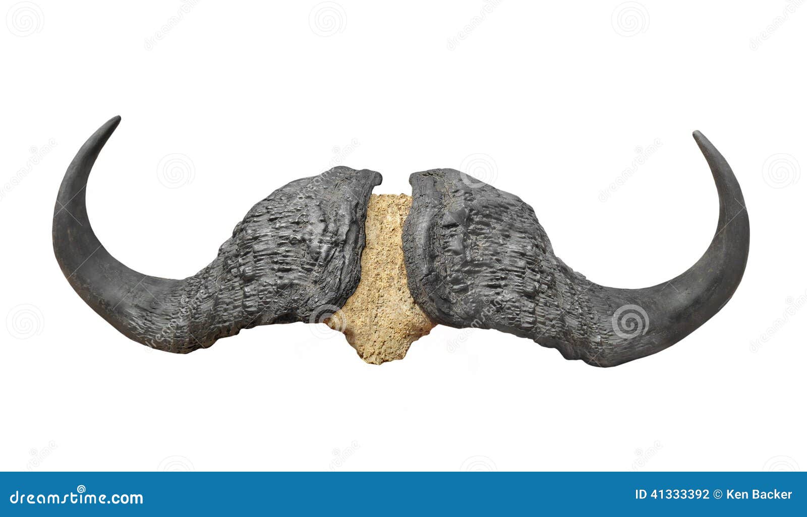 Legeme erhvervsdrivende Samtykke Water Buffalo Horns Isolated. Stock Photo - Image of buffalos, large:  41333392
