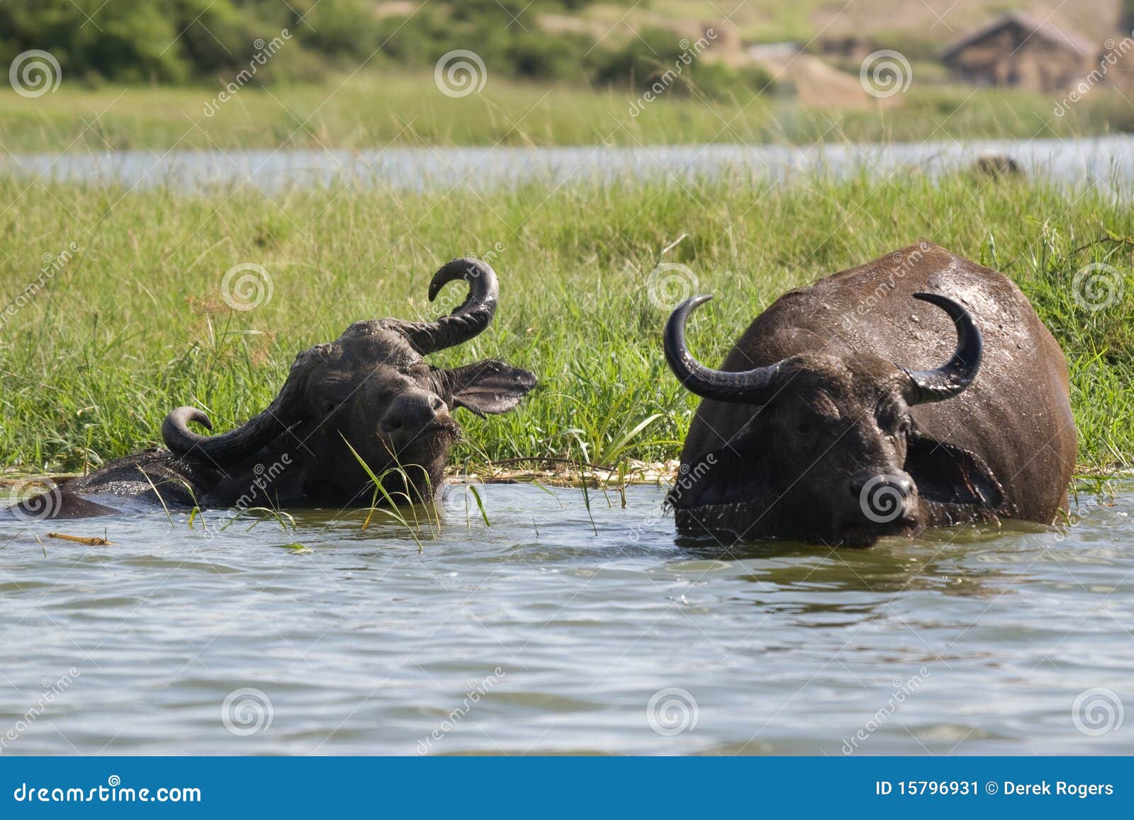 Water Buffalo Kazinga Channel Uganda Stock Image Image of kazinga, africa 15796931