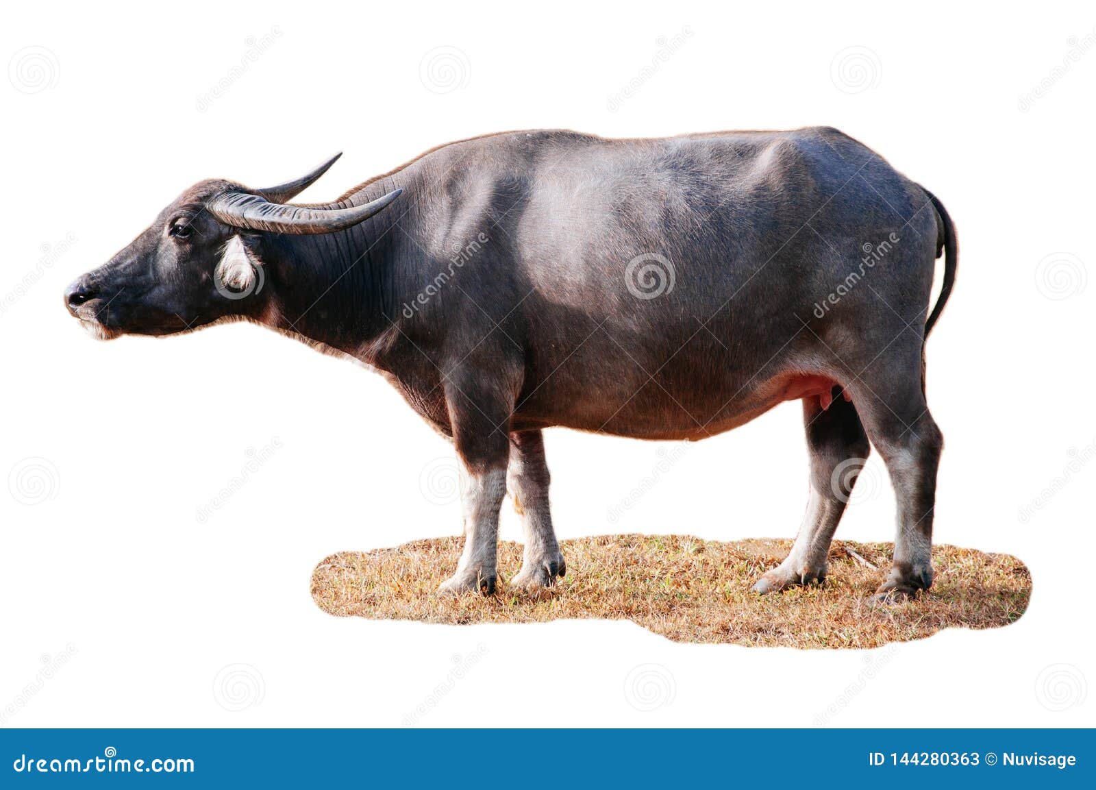 Water Buffalo Local Thailand Asian Buffalo on White Background Stock Image  - Image of animals, countryside: 144280363