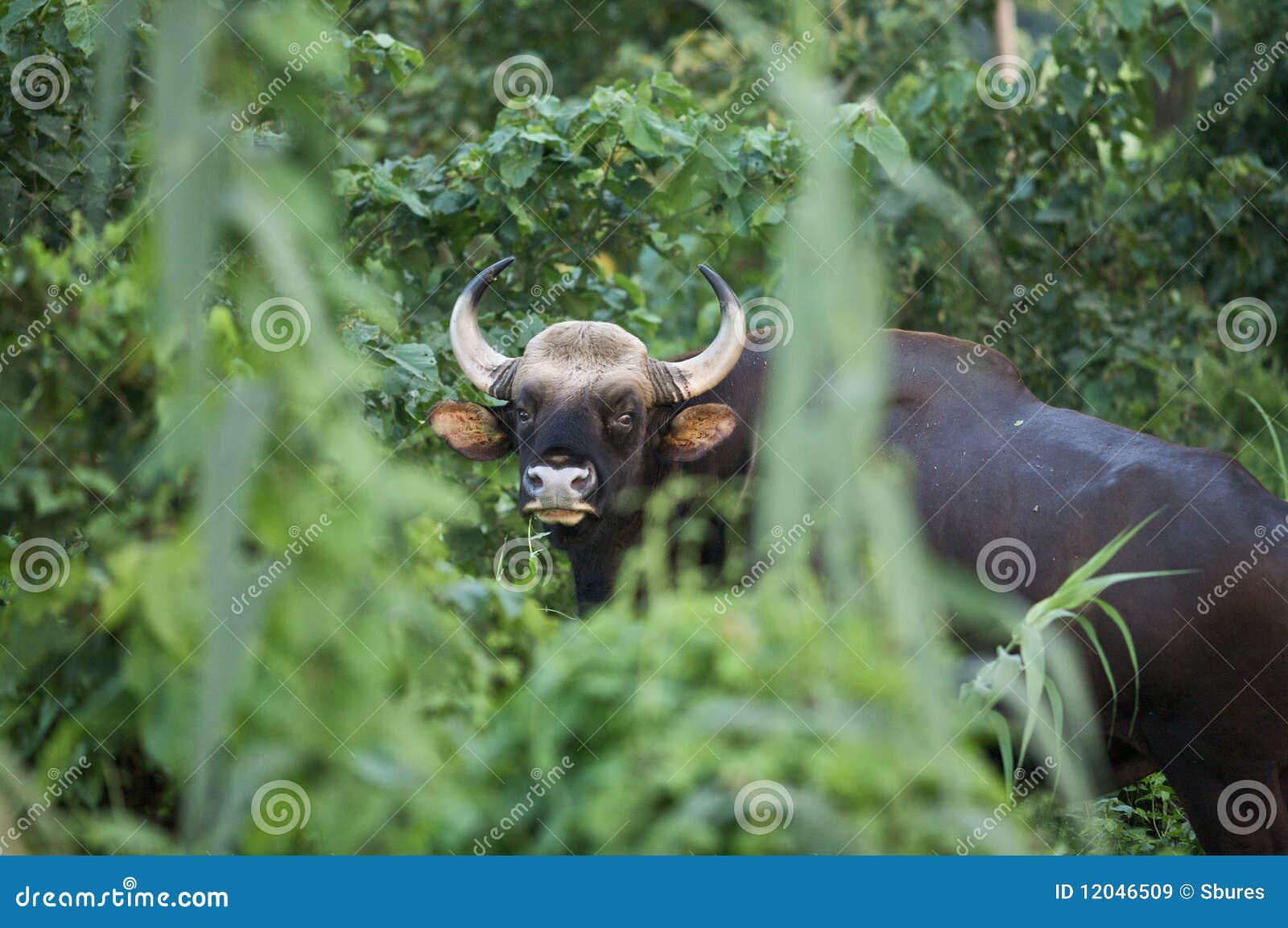 Water Buffalo Nepal stock image. Image of jungle, asia 12046509
