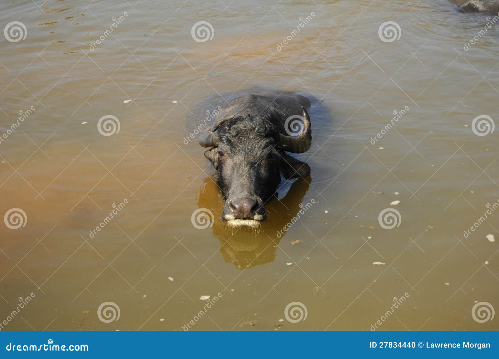 Water buffalo nepal stock photo. Image of buffalo, agriculture 27834440