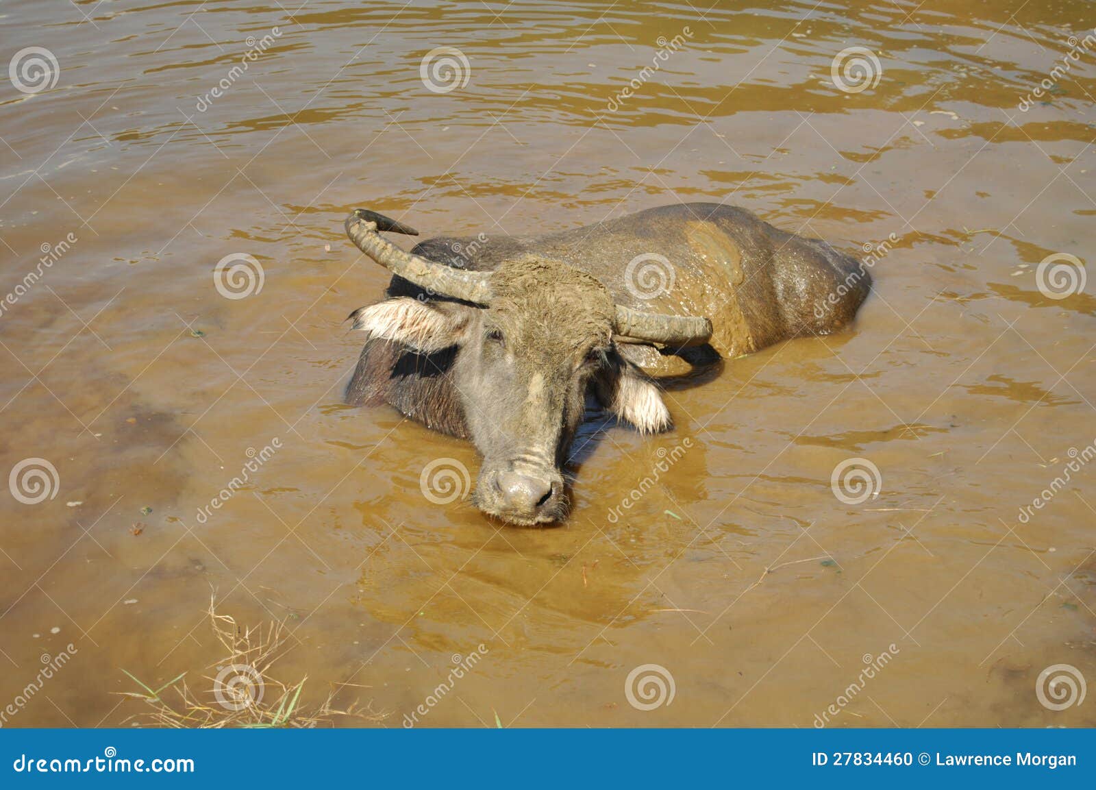 Water buffalo in Nepal stock photo. Image of nepal, domestic 27834460
