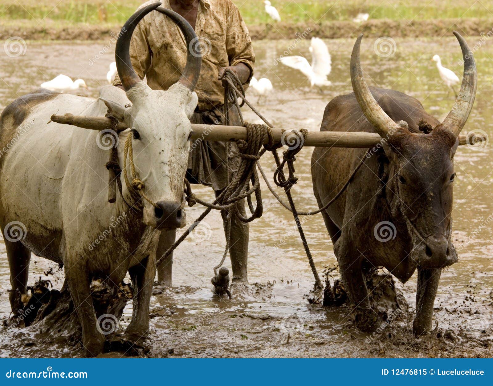 Water Buffalo Ploughing A Rice Paddy Field Royalty Free Stock Photo