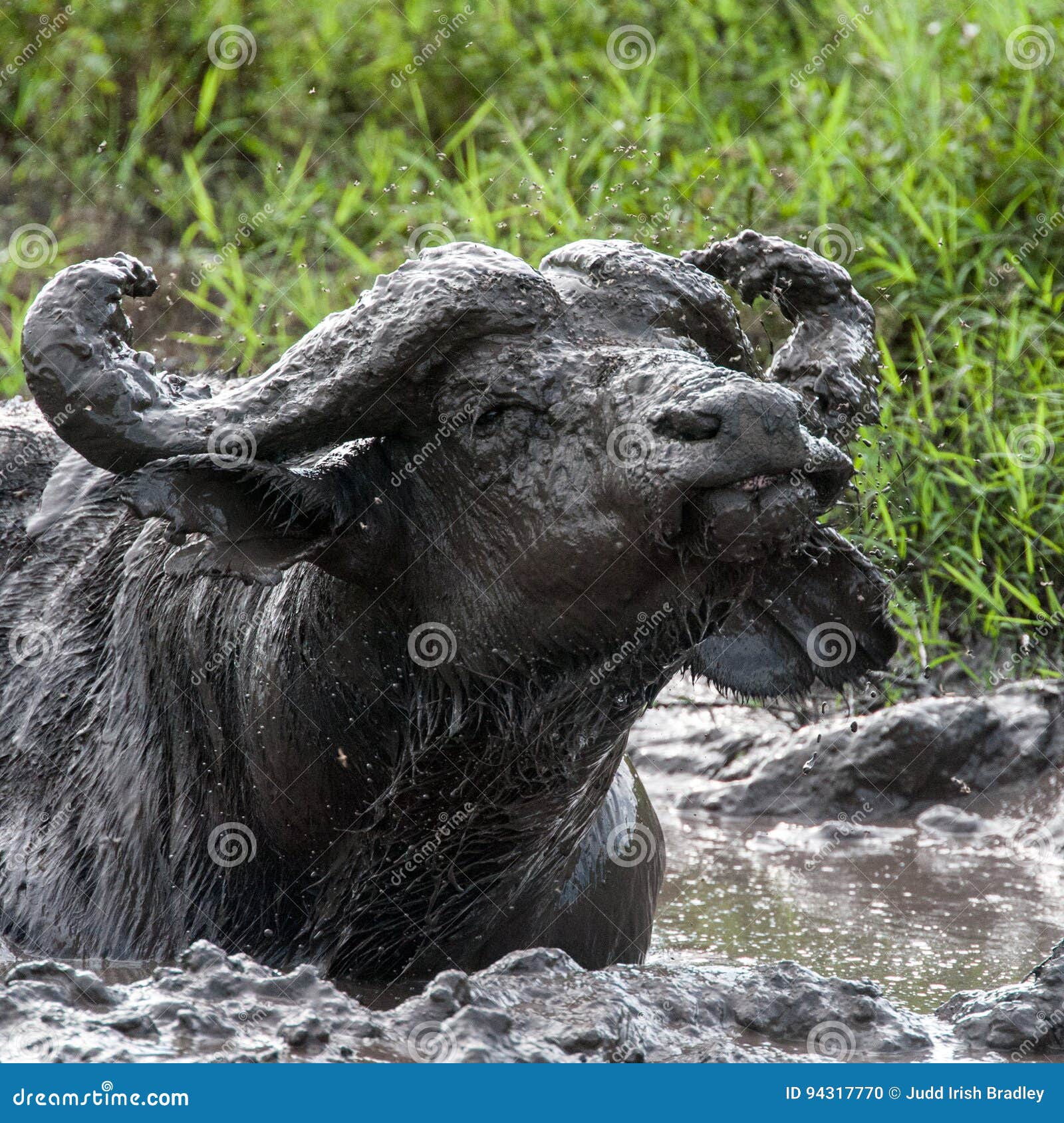 Water Buffalo stock photo. Image of dian, cultivate, fossey 94317770