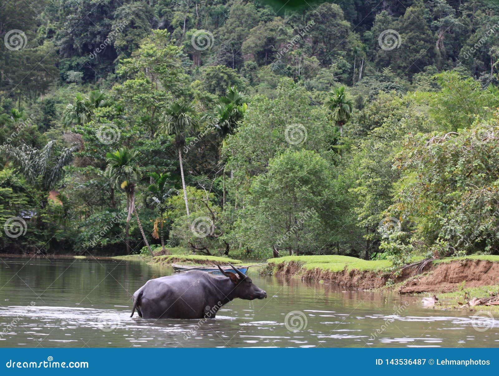 A Water Buffalo Walking Across River in Indonesia Stock Image - Image of environment, graze: 143536487