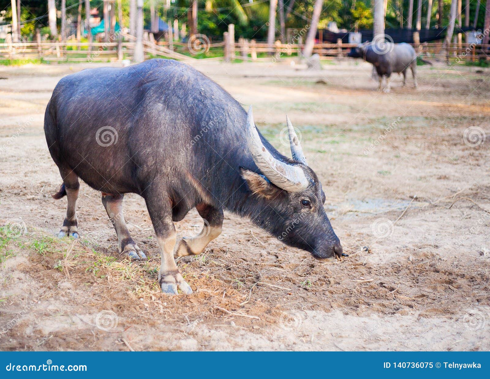 Water buffalo in Thailand stock image. Image of cultivate 140736075