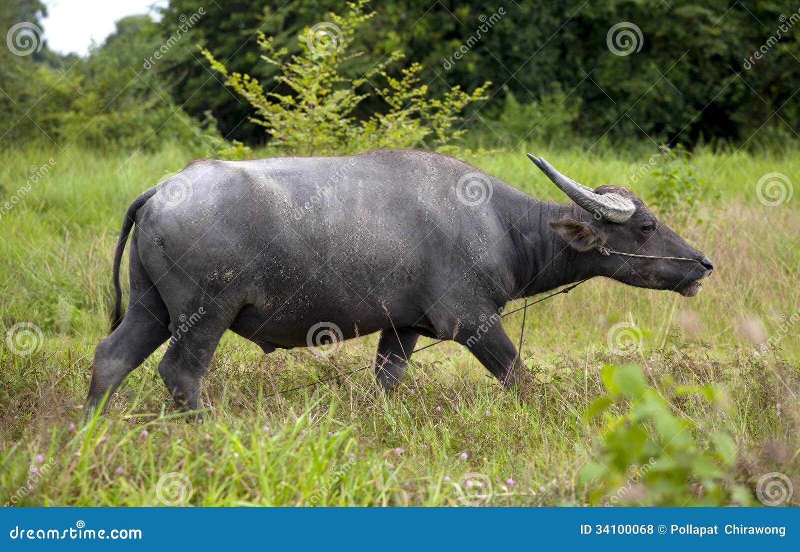 Water buffalo walking stock photo. Image white 34100068